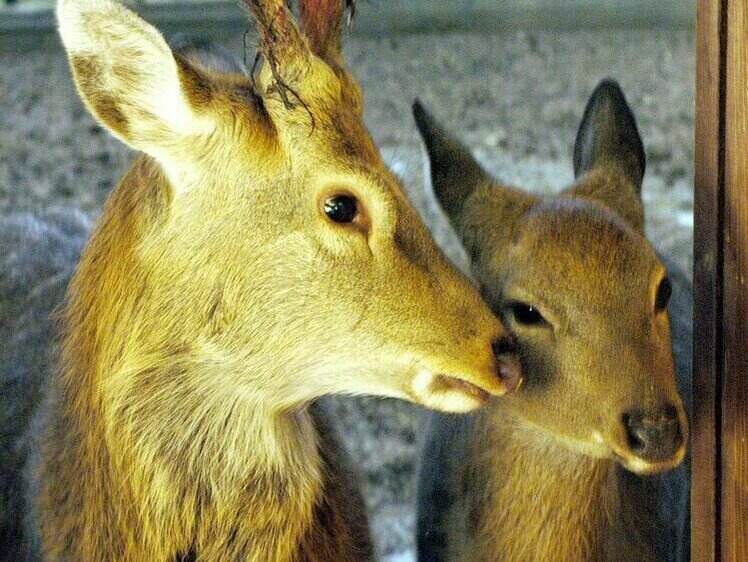     Фото Александр Корнющенко/Московский комсомолец