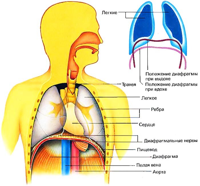Диафрагма человека анатомия расположение. Анатомия дыхания диафрагма. Строение диафрагмы человека анатомия. Грудобрюшная диафрагма анатомия.