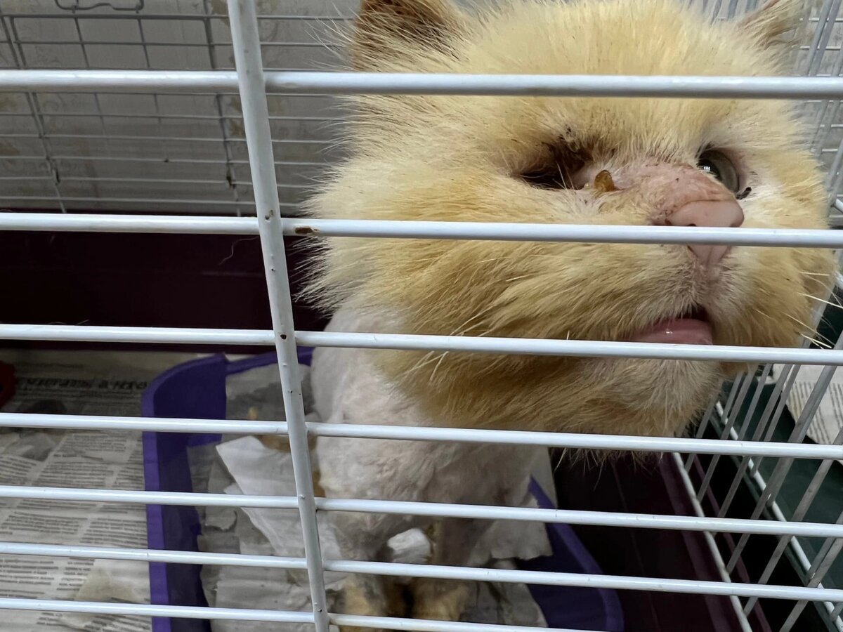 Очень грустно, когда животные стареют в таких условиях. Беззубый старичок. Очень нуждается в семье. Любит людей.