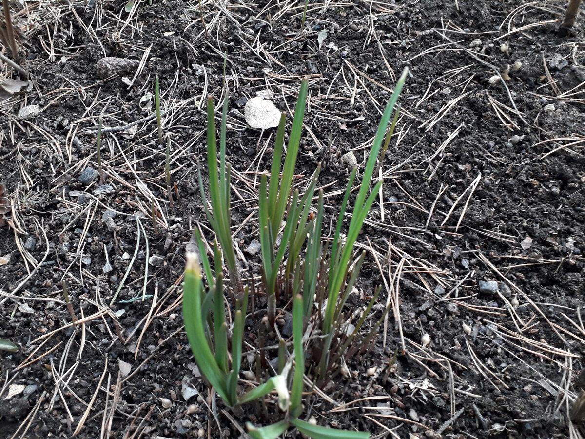 Многолетний чеснок выбросил зелёные пёрышки в марте. Фото автора.