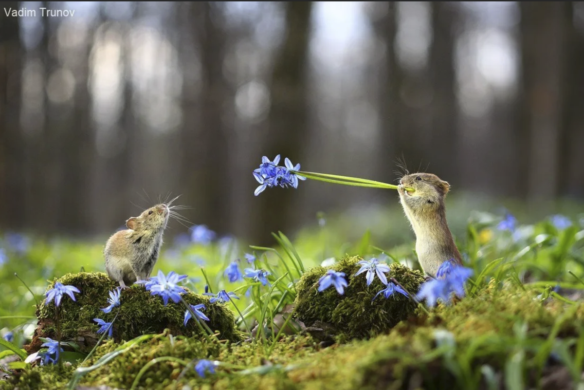 Сказка о жизни животных весной. Весенняя природа.