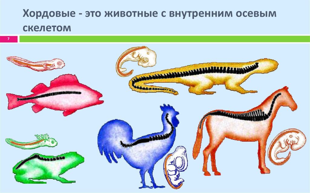 Картинки позвоночных и беспозвоночных животных