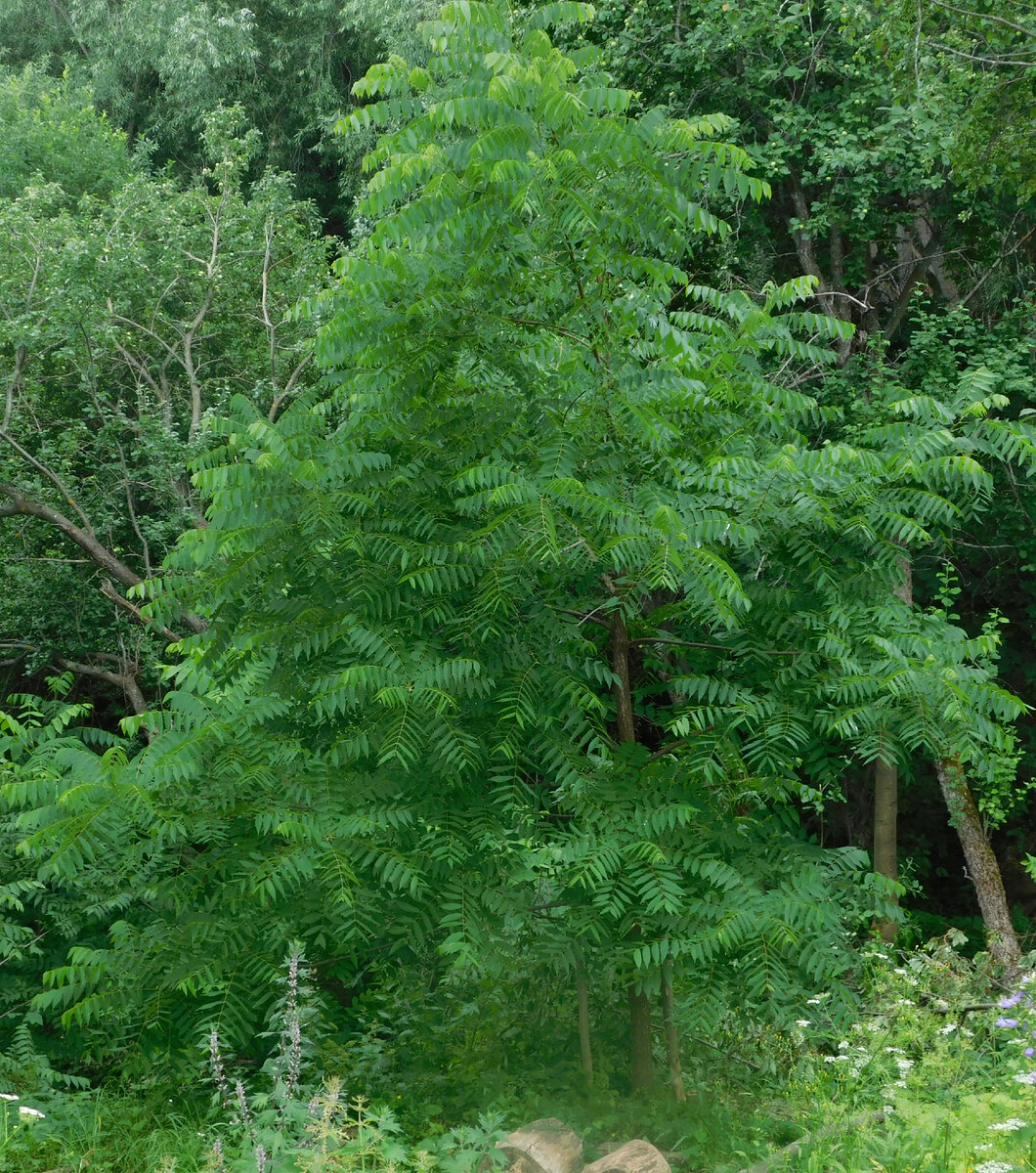 (Орех черный. Фото старое, более поздний архив, похоже утрачен)