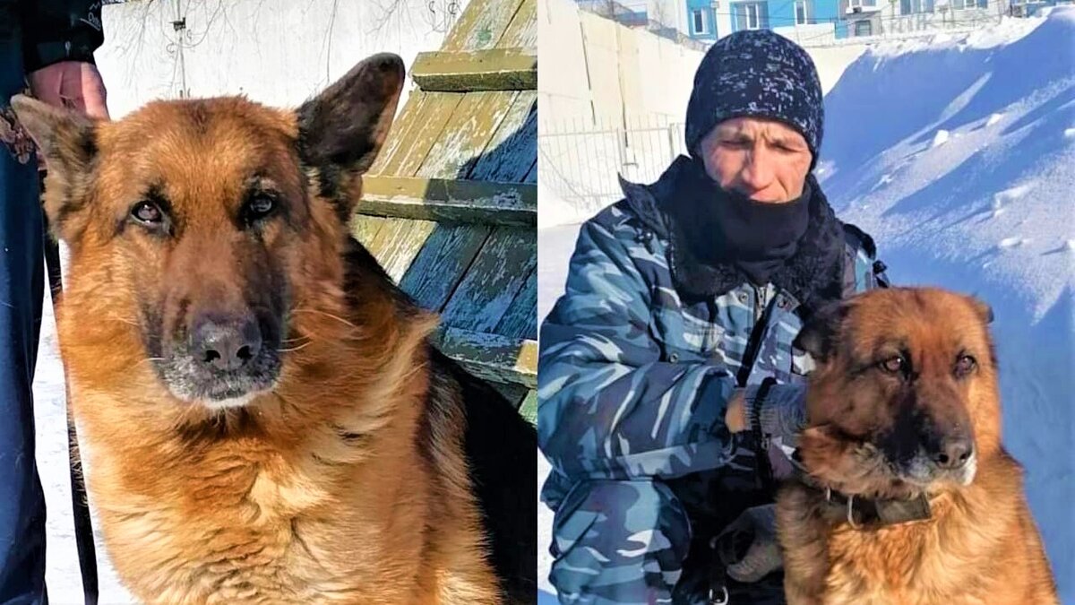    В Югре служебные собаки на пенсии ищут хозяев