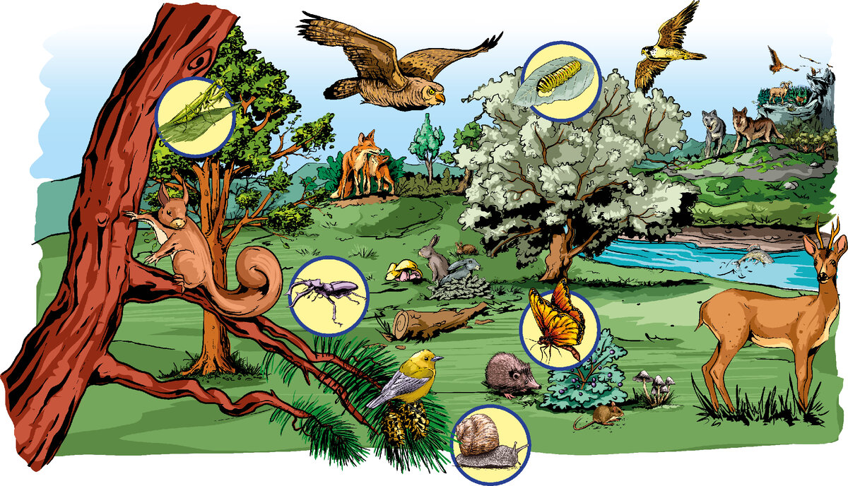 Illustration of food chain in forest / EreborMountain, shutterstock