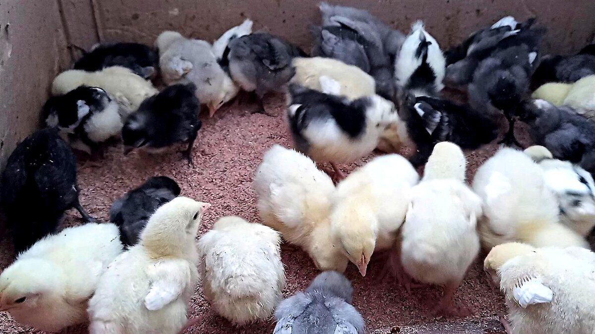 мои цыпочки