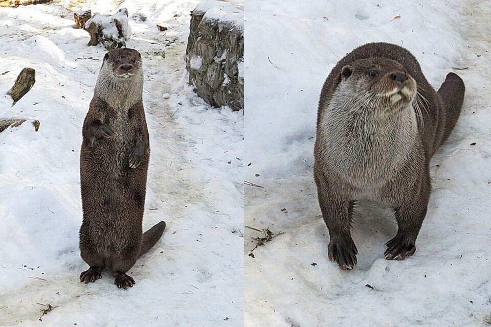     Выдры в Новосибирском зоопарке радуются весне. Фото: Анна НОВИКОВА