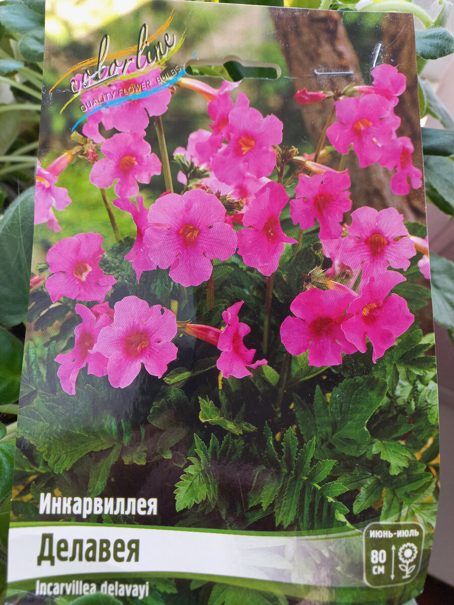 Первая