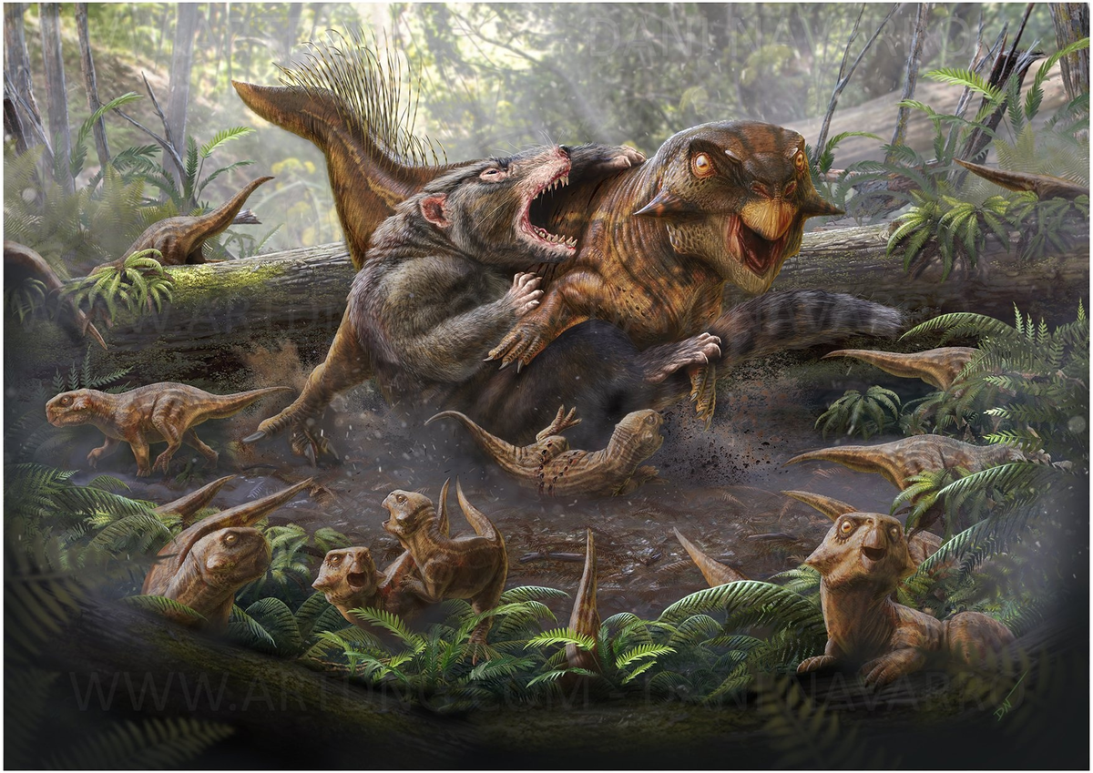 Вряд ли репеномамы вступали в бой со взрослыми особями пситтакозавров… Но помечтать-то можно!