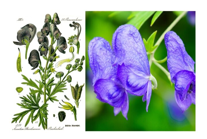 Аконит и его цветы. 