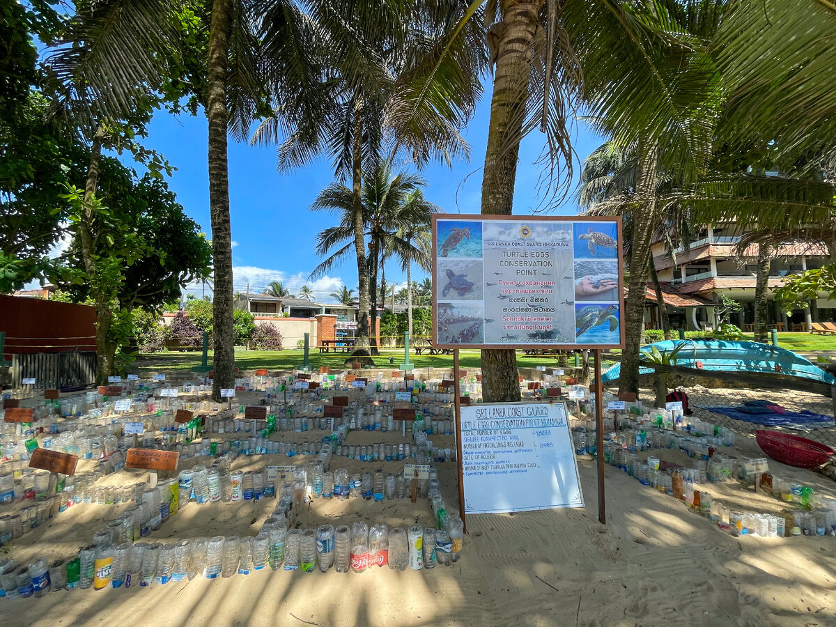 Фото автора. Пункт сохранения черепашьих яиц