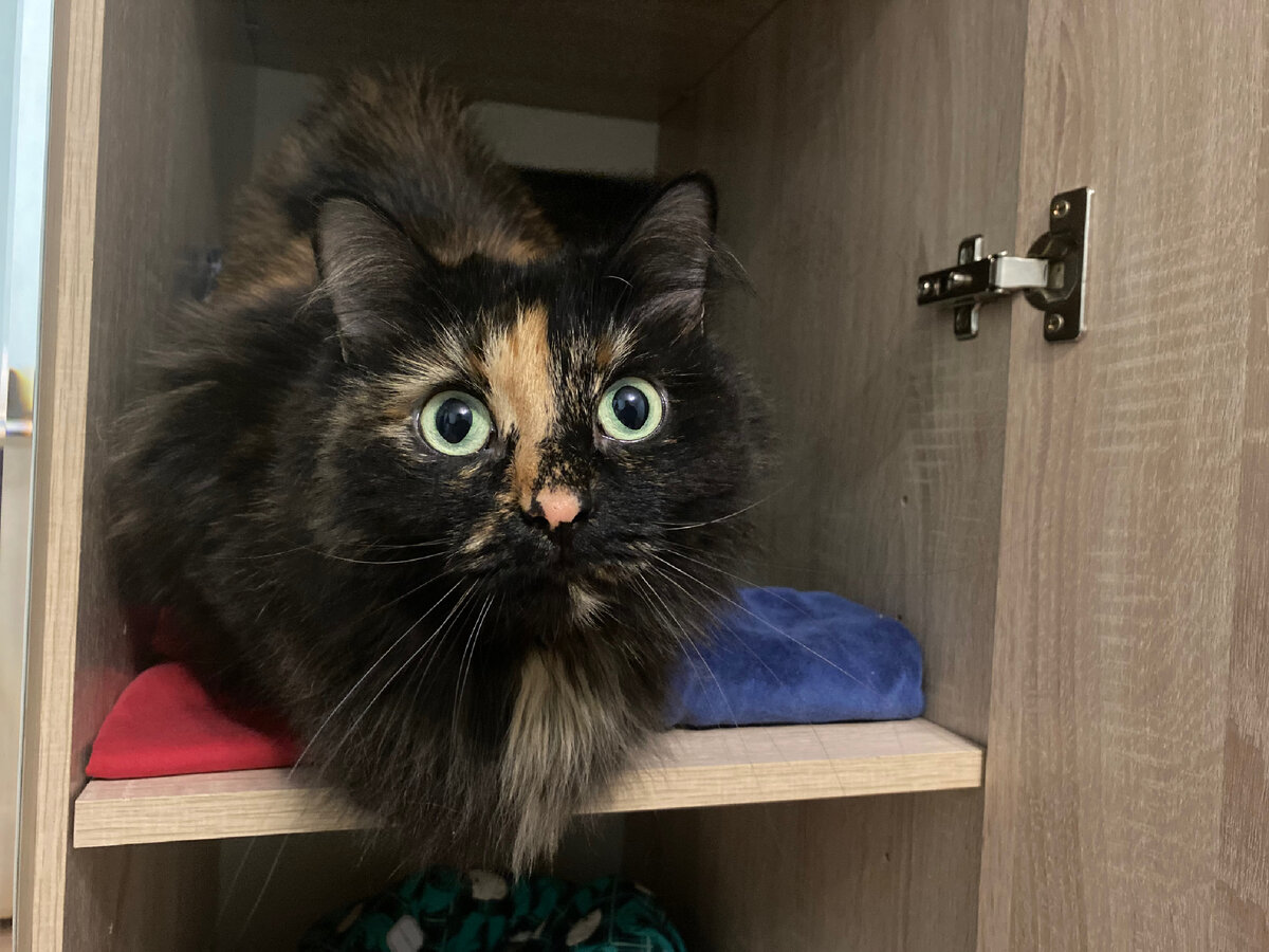 Удивительно, но кошка так и вьётся около меня, когда болит голова