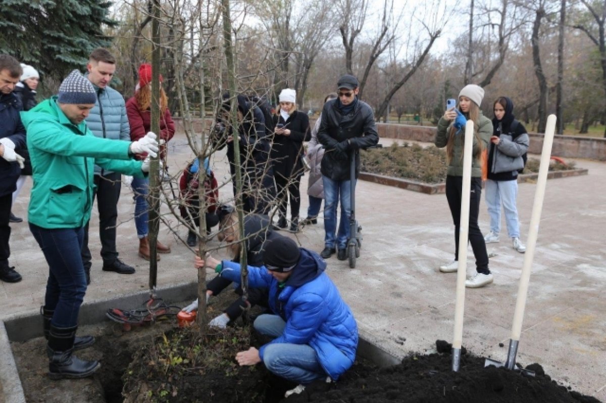    Хабаровчан приглашают высадить деревья своим детям в городе