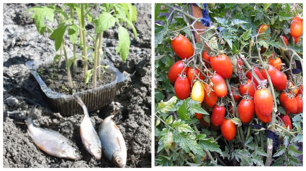 рыбу под помидоры. горбуша с овощами. филе минтая с сыром и помидорами. рыбу под помидоры. рыбу под помидоры.