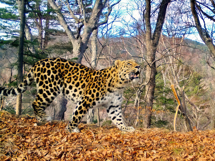 Леопард с самым космическим именем живёт в Приморском крае