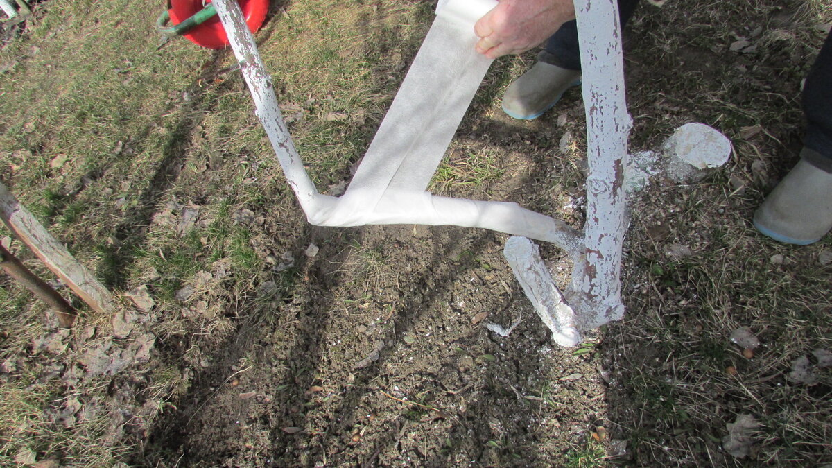 Попытка спасти яблони