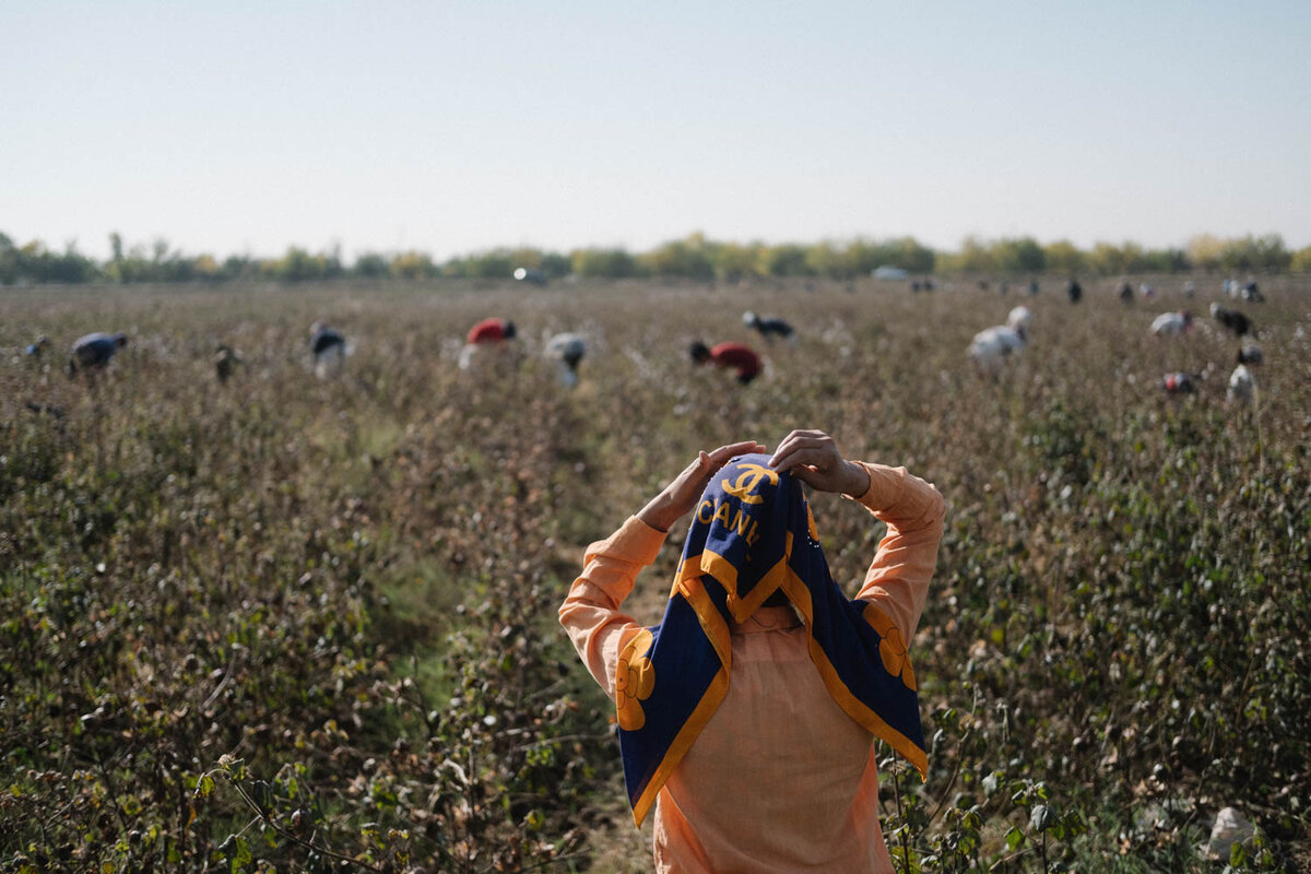 Сбор хлопка в Хорезмской области Узбекистана, 2018 год. Это был первый год, когда власти Узбекистана сообщили о радикальном искоренении практики принудительного труда. Тем не менее активисты и правозащитники обнаружили в тот год множественные систематические нарушения, доказав, что принудительный труд далек от искоренения Фото: Тимур Карпов