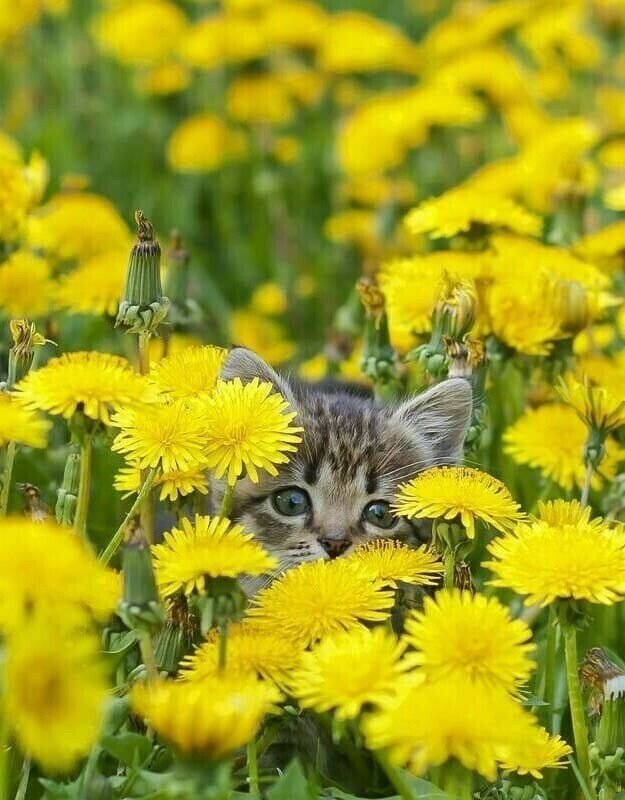 Иллюстрация из свободного доступа 