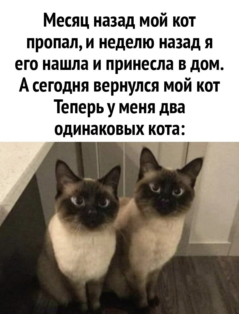 На дуб, смотрю, никто не лезет, в с дуба рухнувших полно... | Мир@вокруг |  Дзен