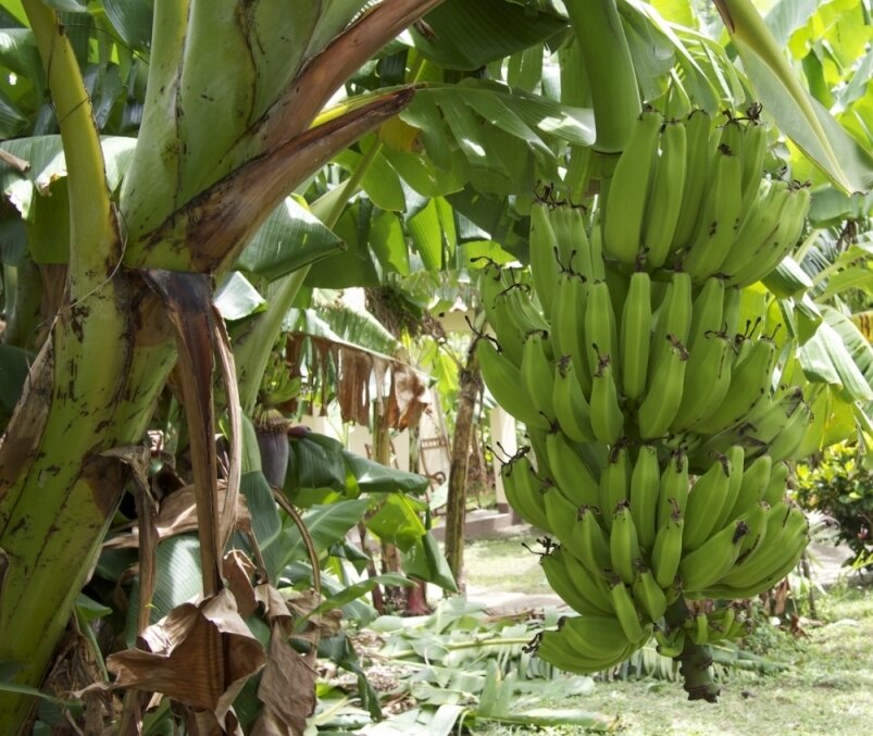 Знакомый вам банан (род Musa) – это ягода травянистого растения, достигающего в высоту 10 и более метров.