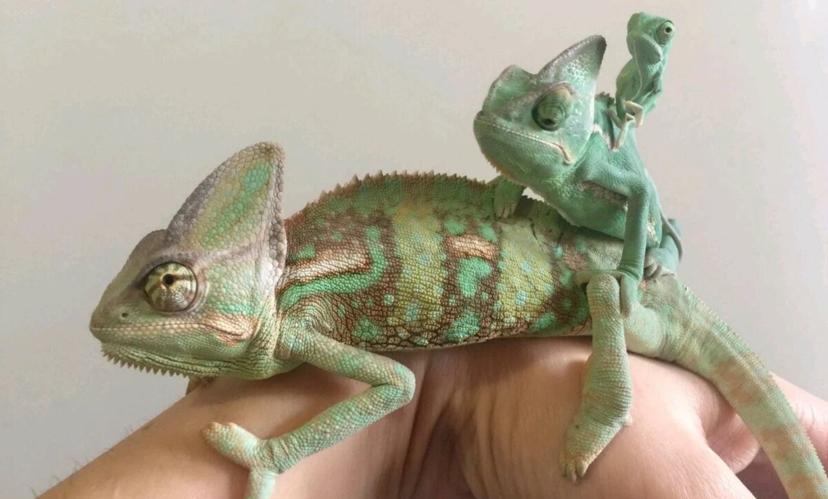 terrariums.ru 
Размножение йеменского хамелеона.