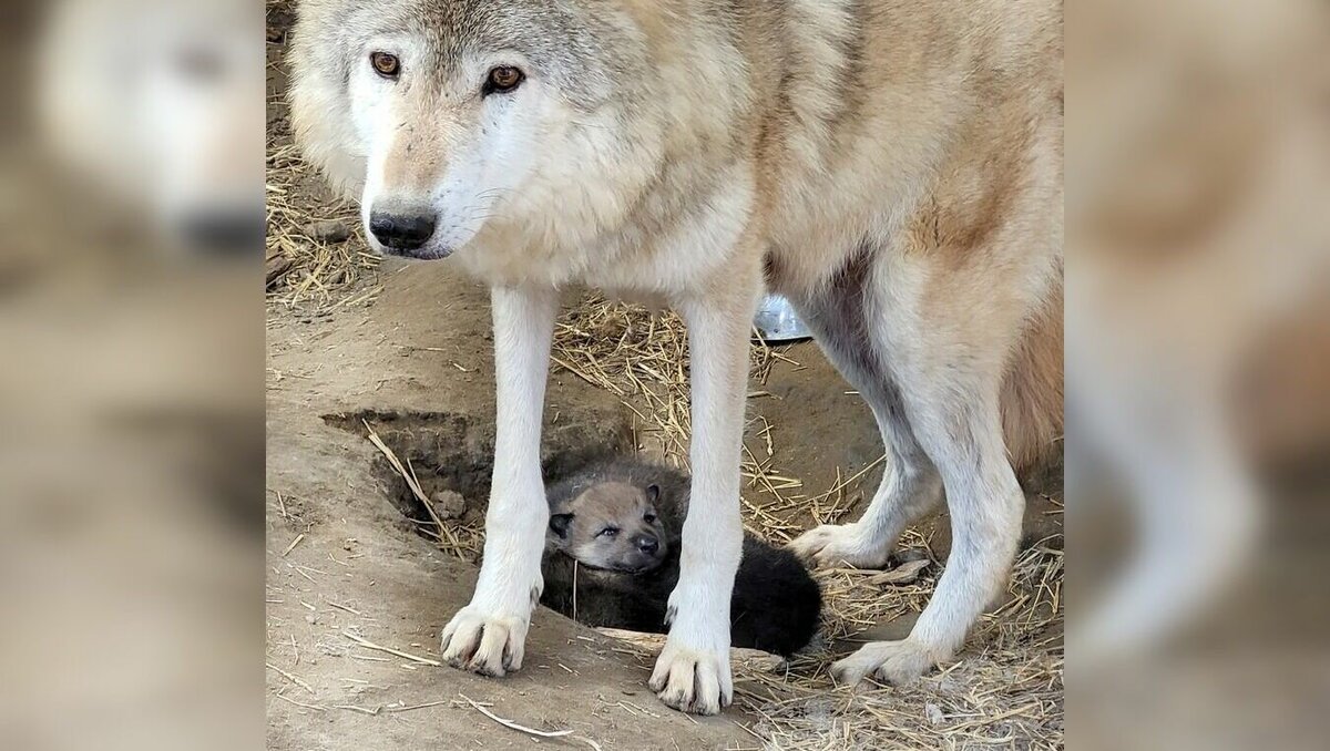 В Большереченском зоопарке Омской области у волчицы родились два ...