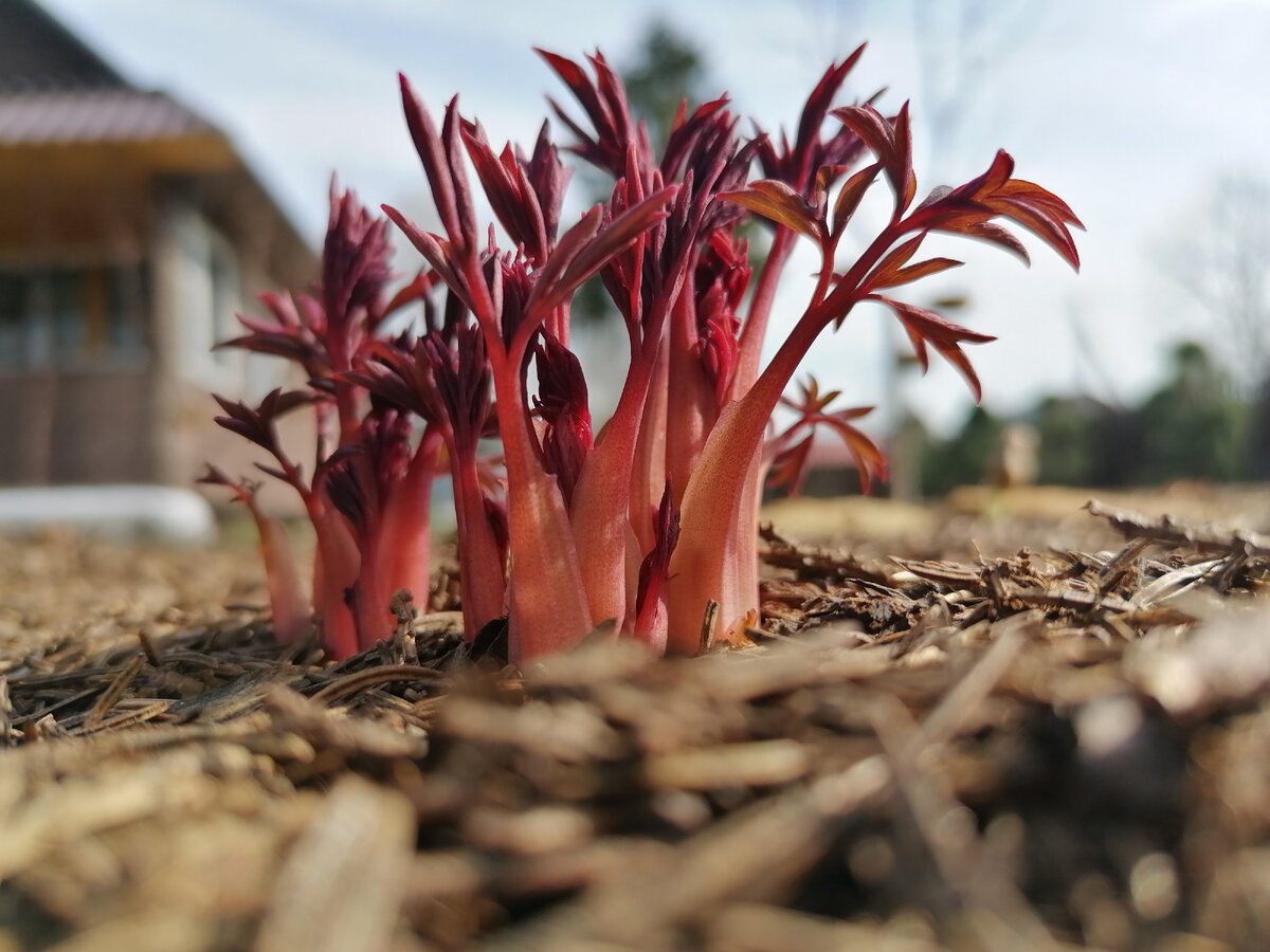 Дицентра Великолепная сорта "Валентина" (Dicentra Spectabilis - Valentina). Фото автора @Маша Генералова 21.04.2023