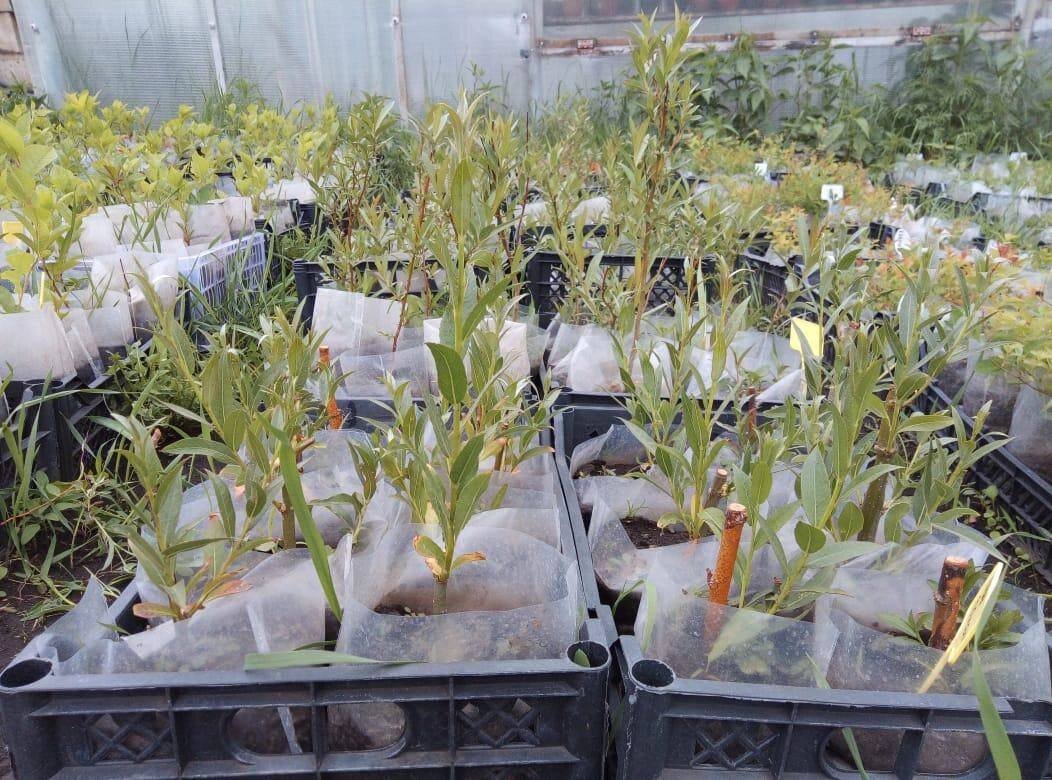 Фото пресс-службы администрации города. 