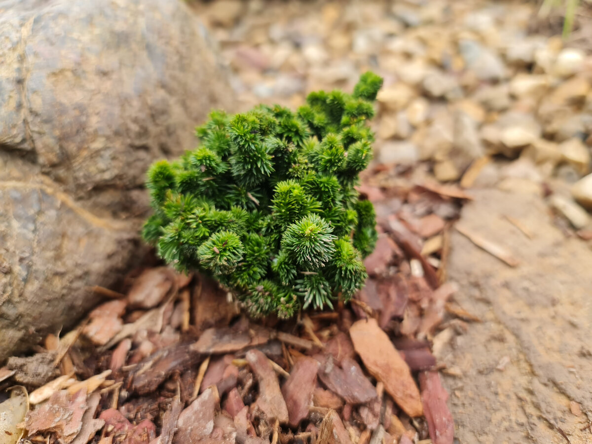 Туя Хейли Боб