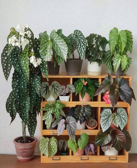 Разнообразие видов бегонии