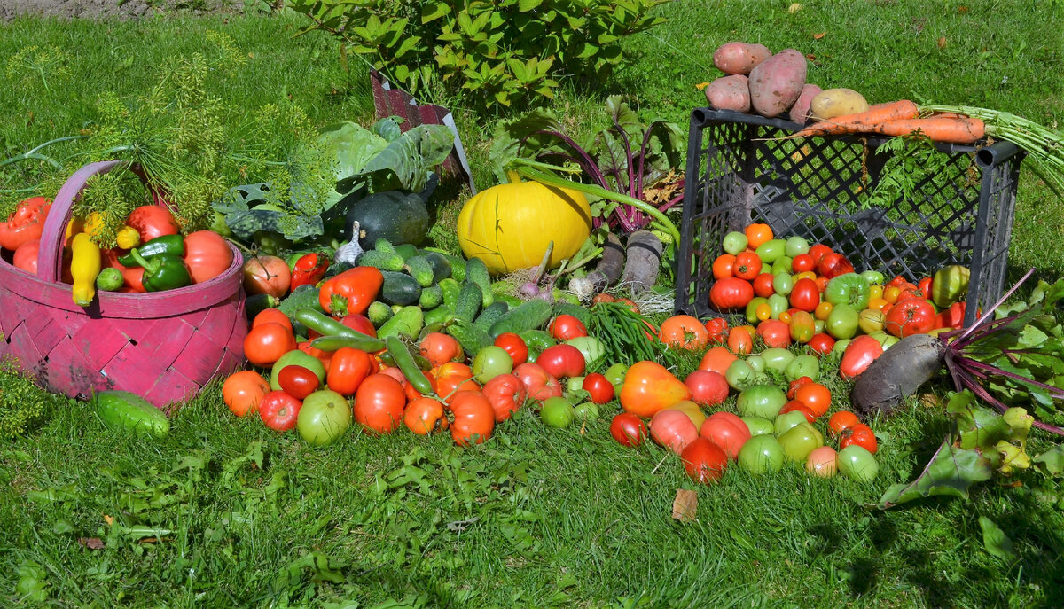 Урожай овощей