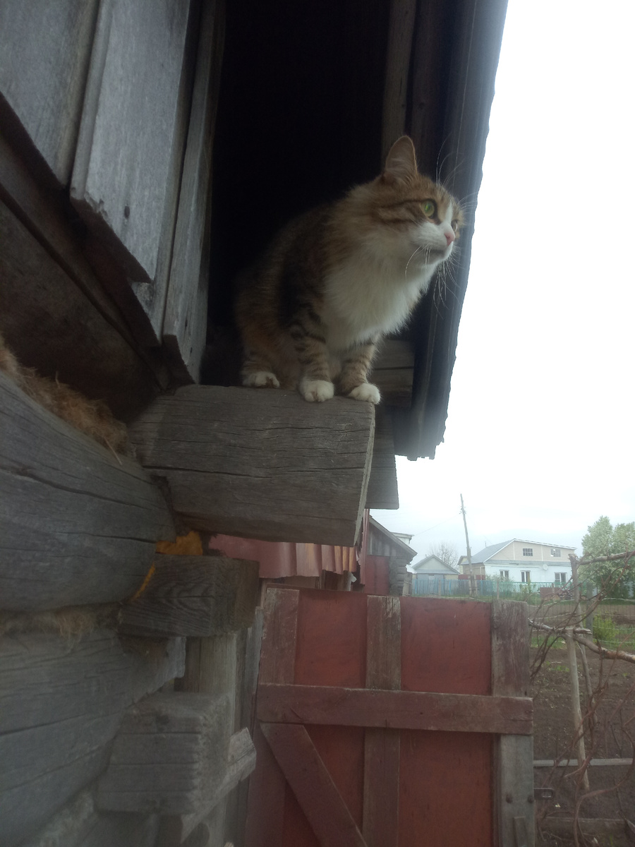 На нашу баню залез