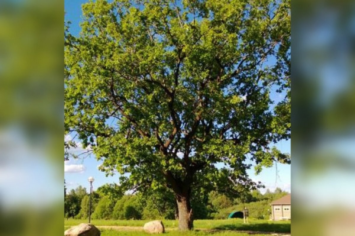    Дуб из Тверской области борется за звание «Российское дерево 2023»
