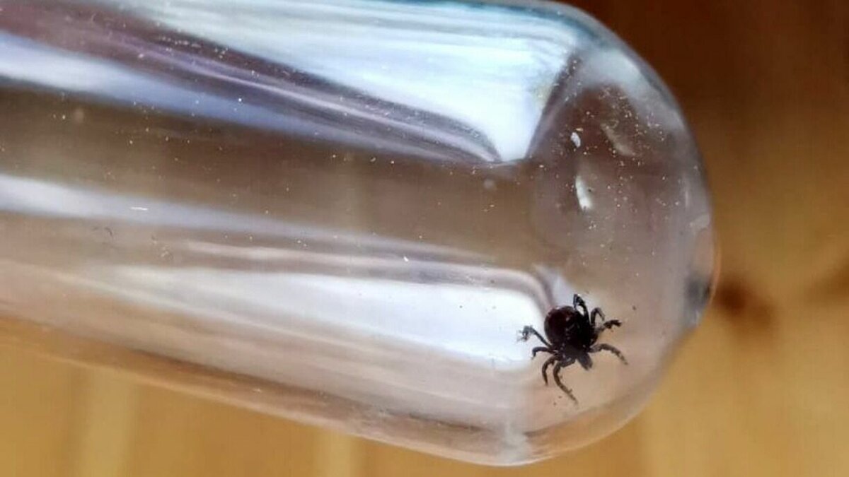     Пермяков просят в это время в лесах не гулять.