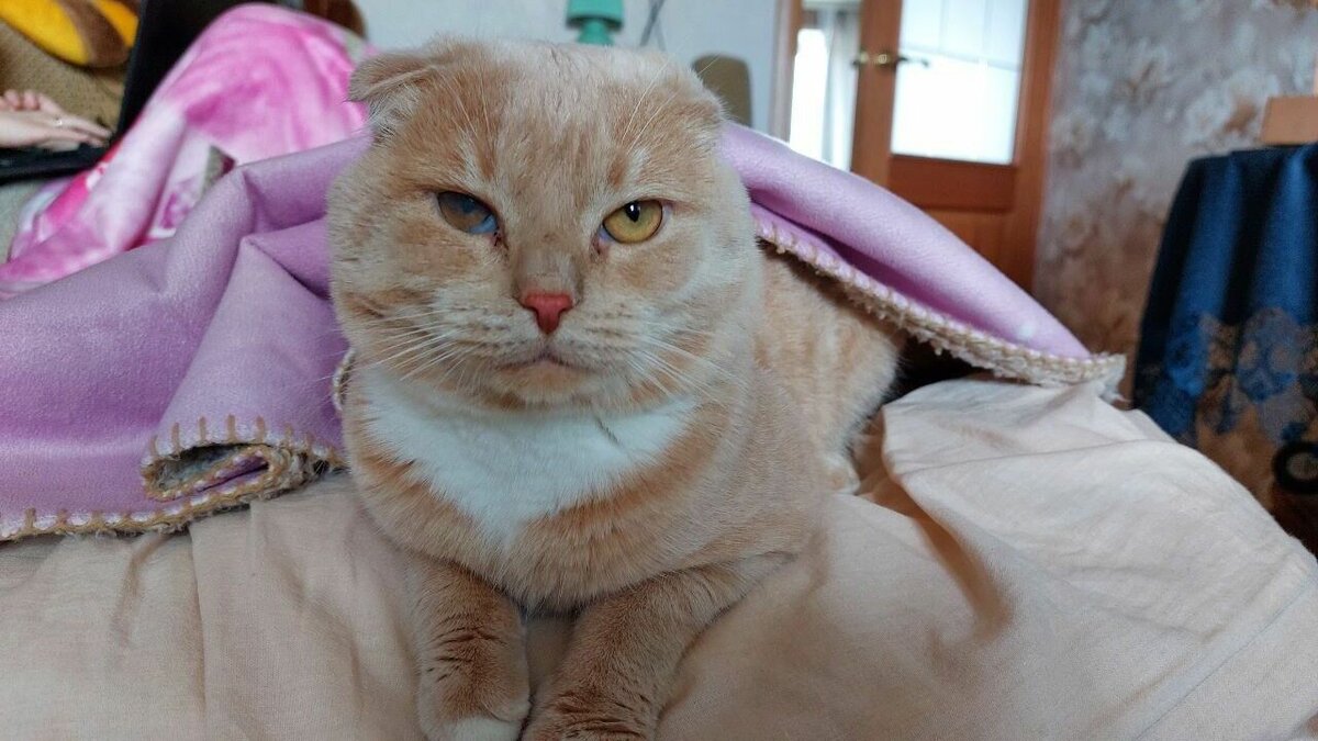     Жители Нижнего Новгорода замерзают в мае из-за аномально холодной погоды. В некоторых квартирах от холода страдают даже животные. Об этом горожанам сообщают в соцсетях.