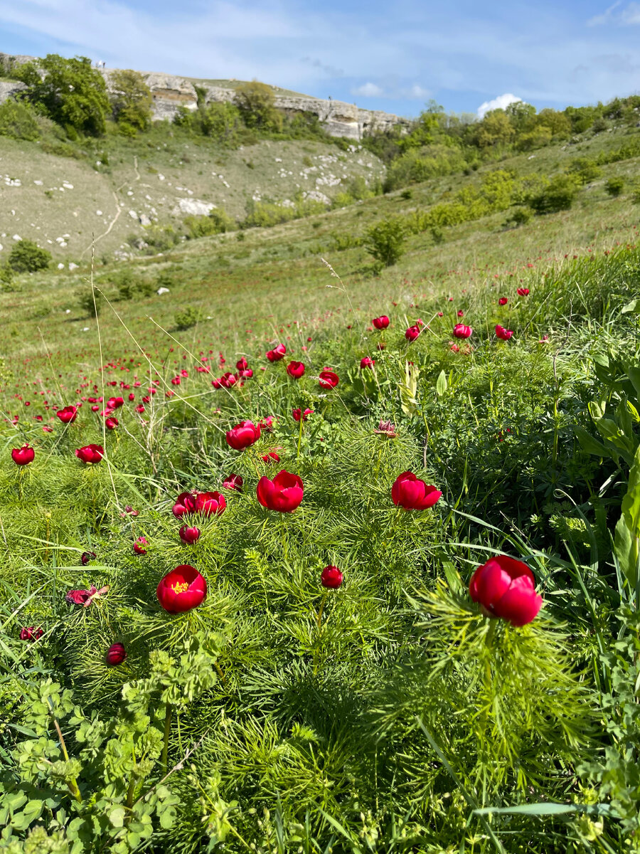 крымский пион фото