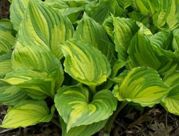 Ауреомакулата