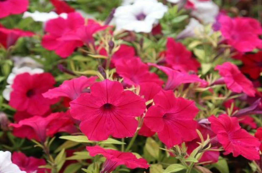 Тайдал пинк. Петуния тайдал хот пинк. Тайдал пинк. Тайдал пинк. Петуния ампельная тайдал.
