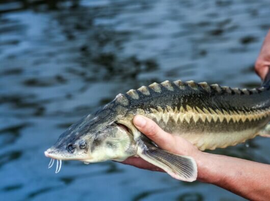    в Азовском районе будут производить корма для осетров // фото: ohotnikrybak.ru