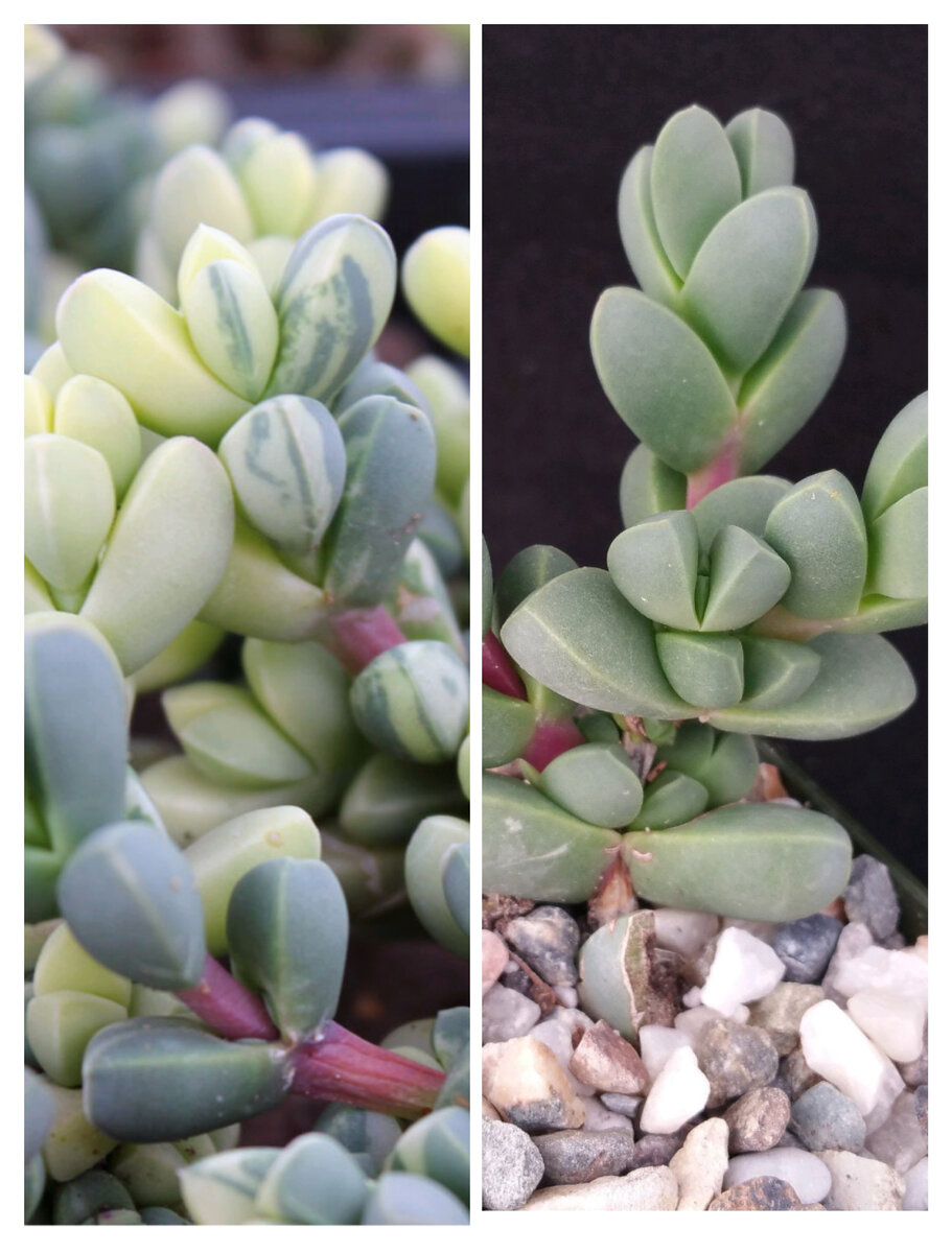 Corpuscularia lehmanni. Вариегатная и невариегатная форма.