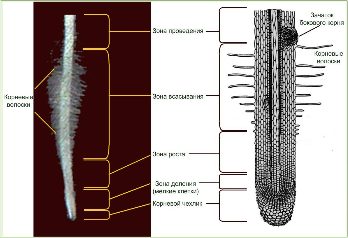 Рисунок внутреннего строения корня