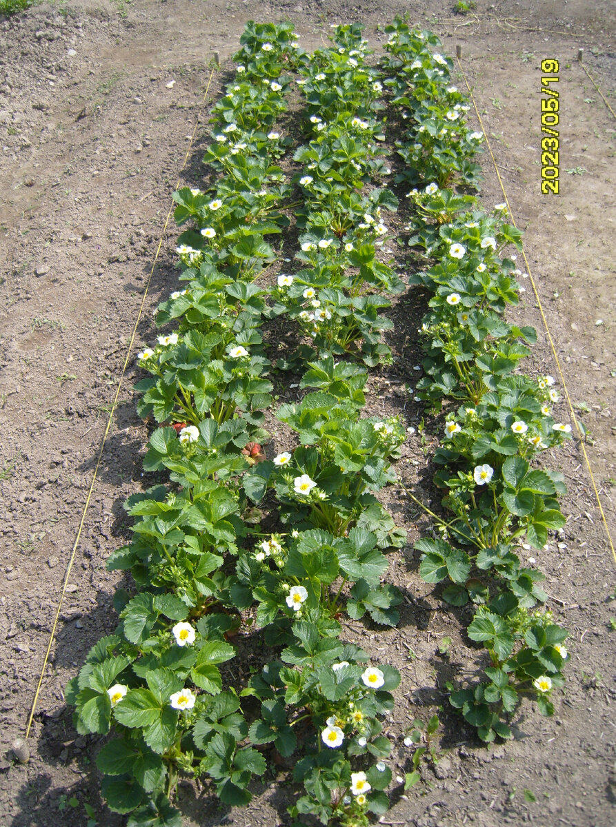 Земклуника Купчиха цветет