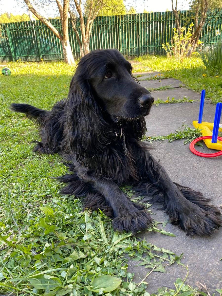 Вот она - наша красотка Милочка на своем дачном участке