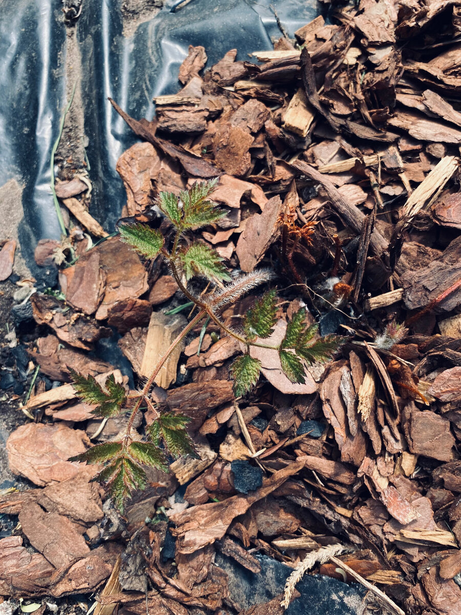 Астильбы начинают потихоньку отрастать после заморозков.