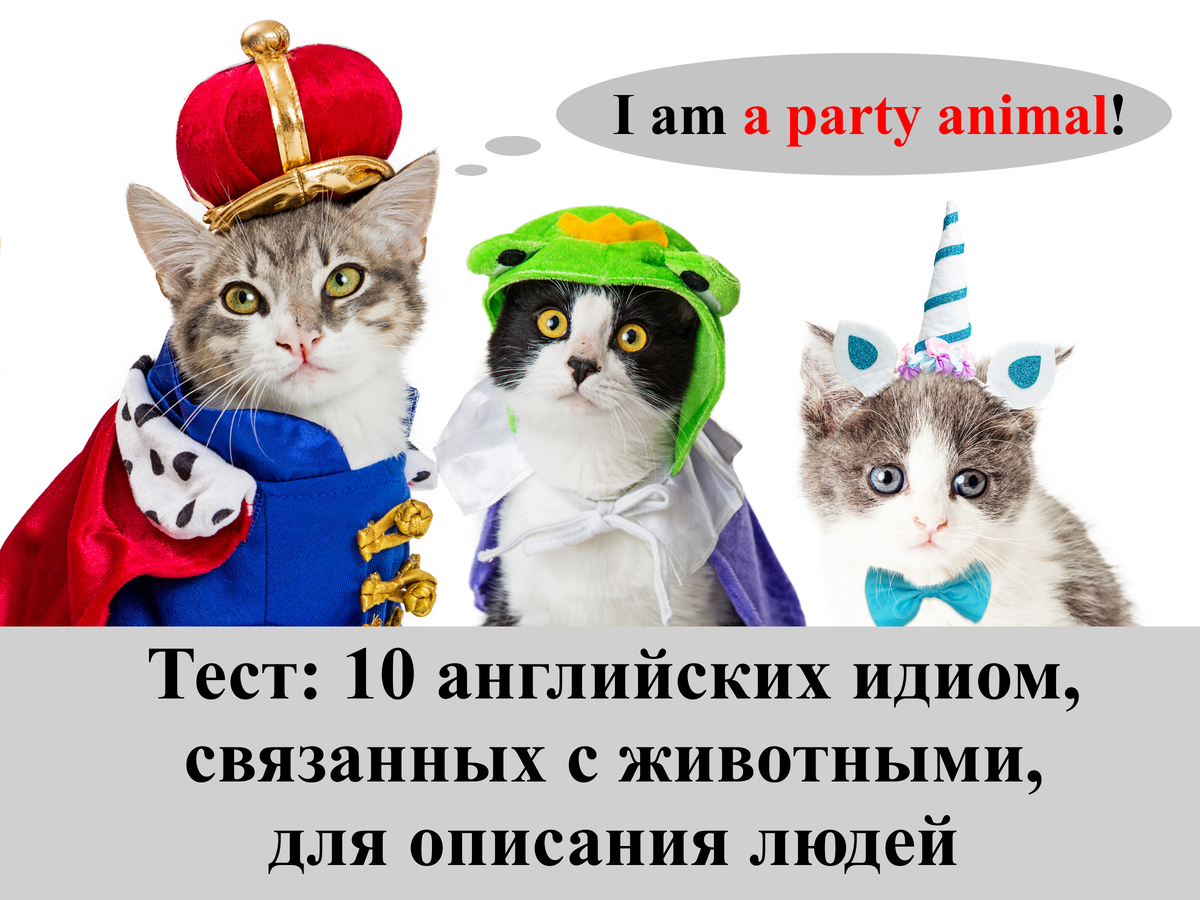 a party animal - общительный человек, который любит веселиться и ходить на вечеринки