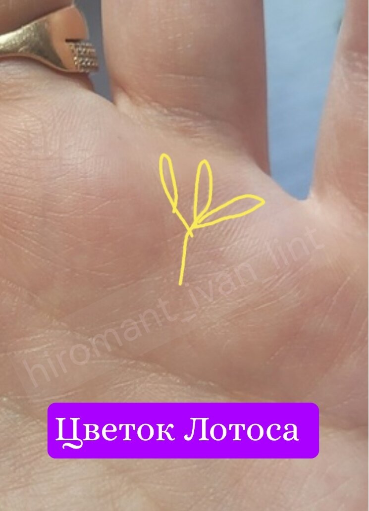 Цветок Лотоса 