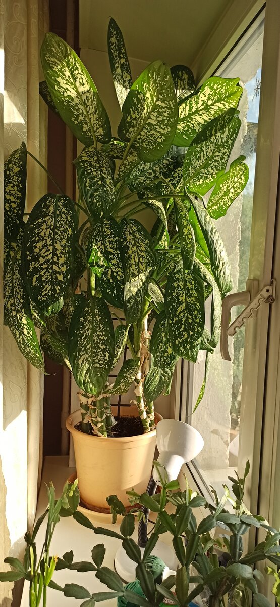 А это самый большой и тяжёлый должен уехать завтра в новый дом 😁 и декабрист рядышком уже уехал