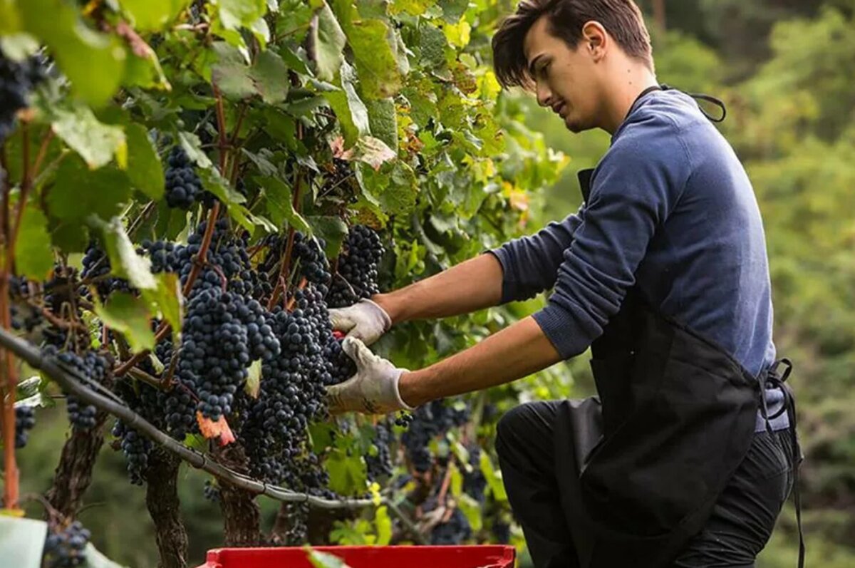 Производство вина из винограда. Винодельня Vita Vinea. Итальянские виноградники и винодельни. Винодел профессия.