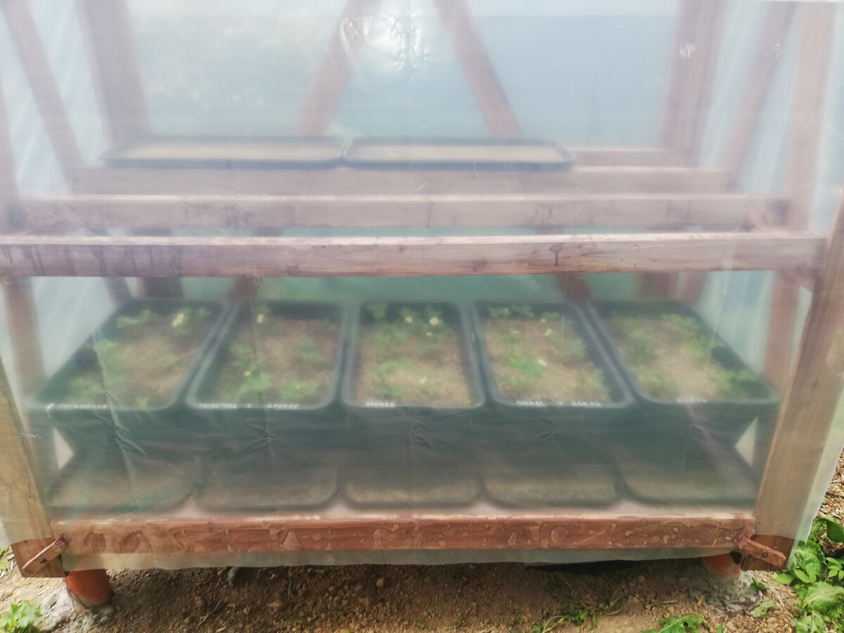 Секреты выращивания клубники в теплице от садовода