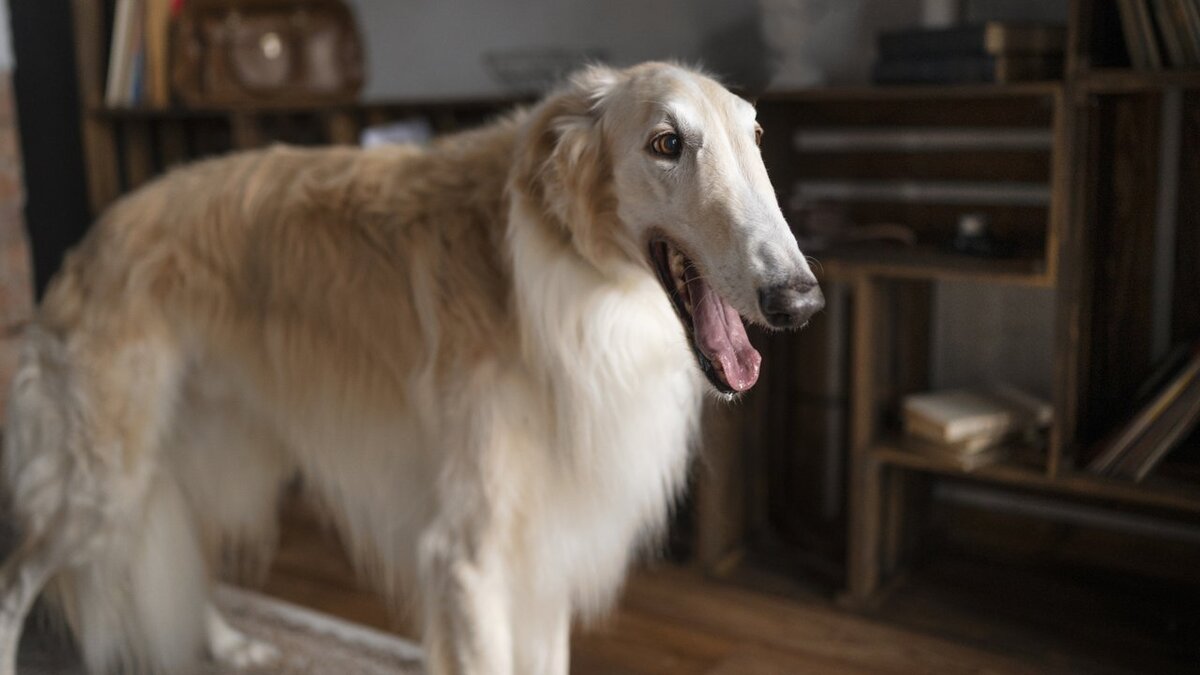 Любопытной Варваре на базаре, или 10 пород собак с длинным носом | Питомцы  Mail.ru | Дзен